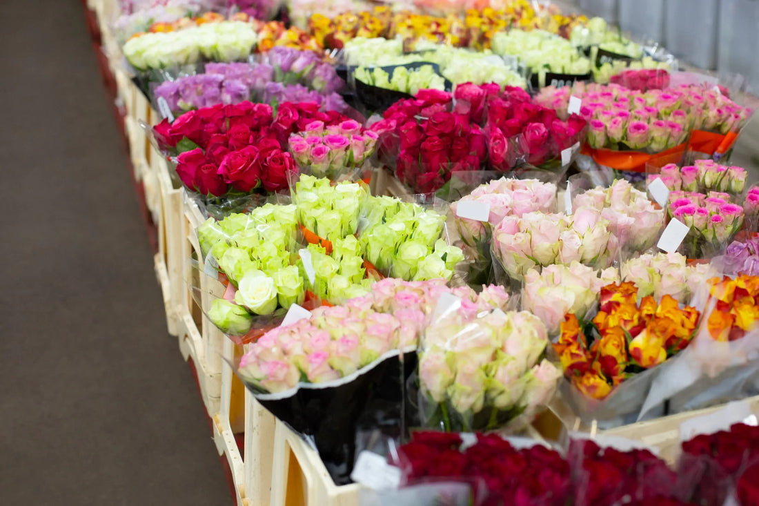 Ecuadorian Roses vs. Colombian Roses: A Wholesale Buyer's Guide