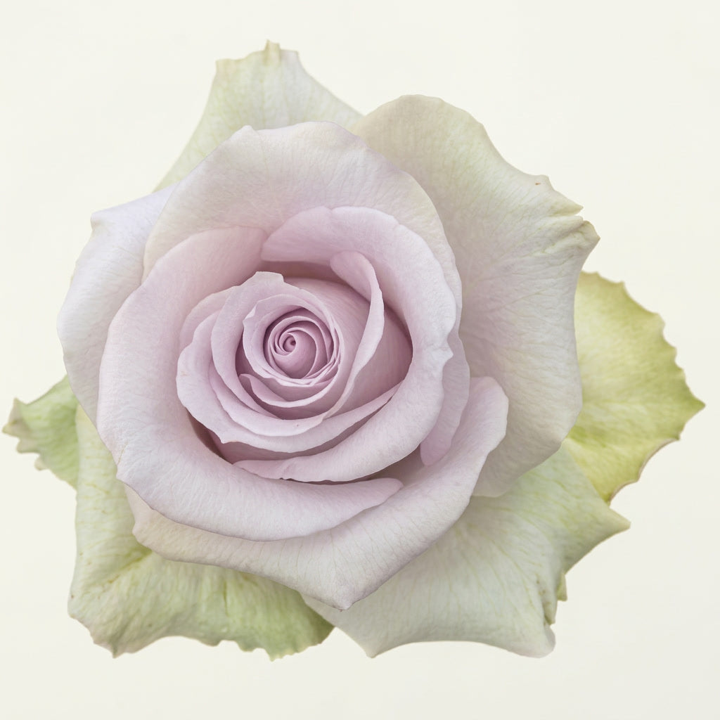Andrea Ecuador Rose Wholesale | Highland Crops