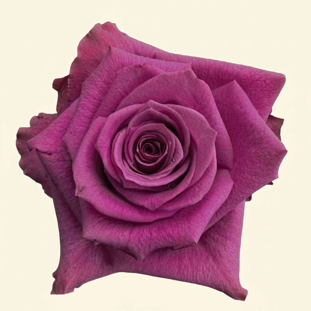 Blueberry Ecuador Rose Wholesale | Highland Crops