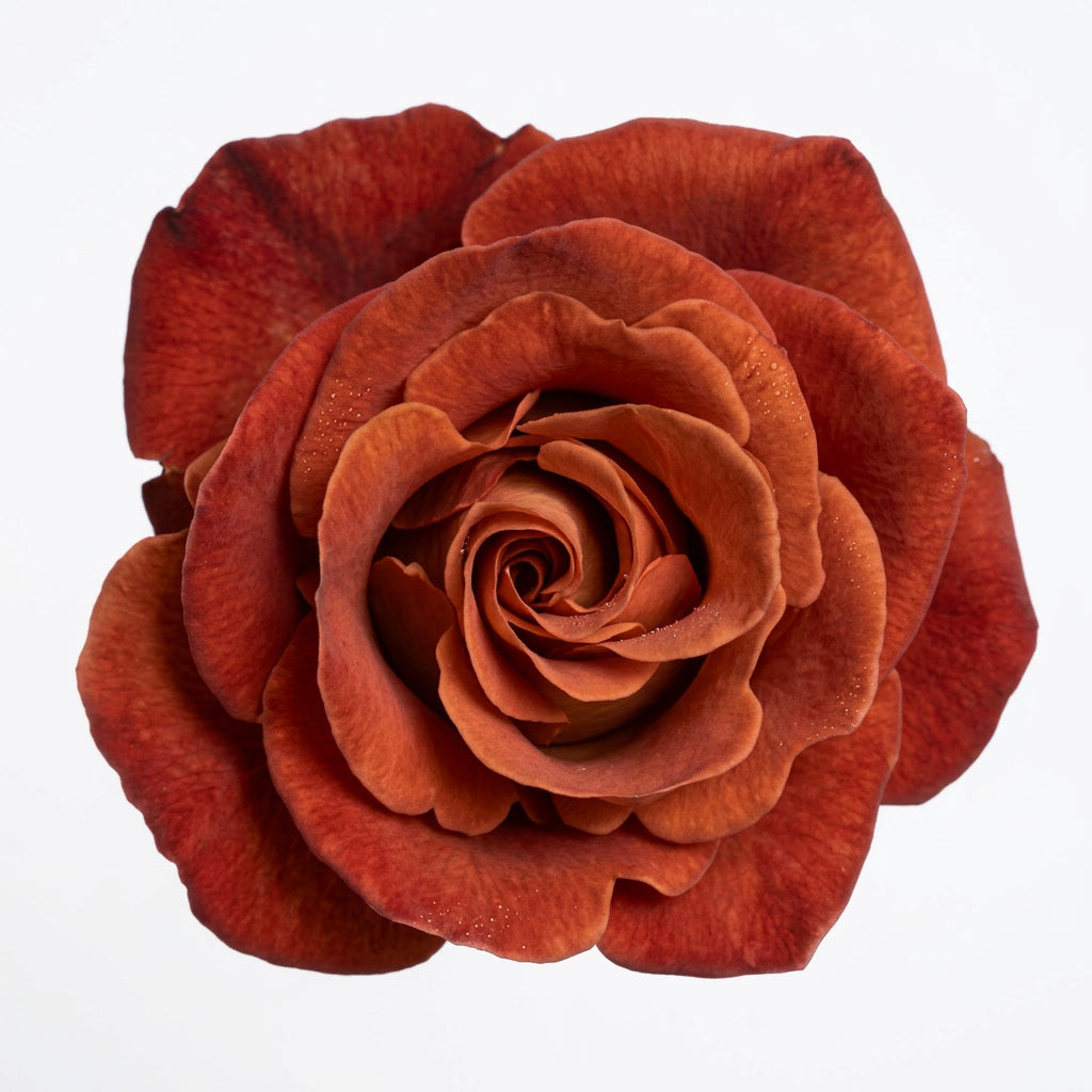 Café del Mar Ecuador Rose Wholesale | Highland Crops