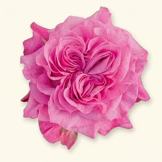 Country Blues Ecuador Rose Wholesale | Highland Crops