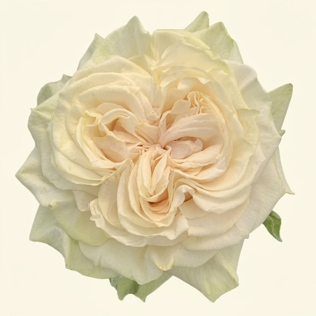 Country Secret Ecuador Rose Wholesale | Highland Crops