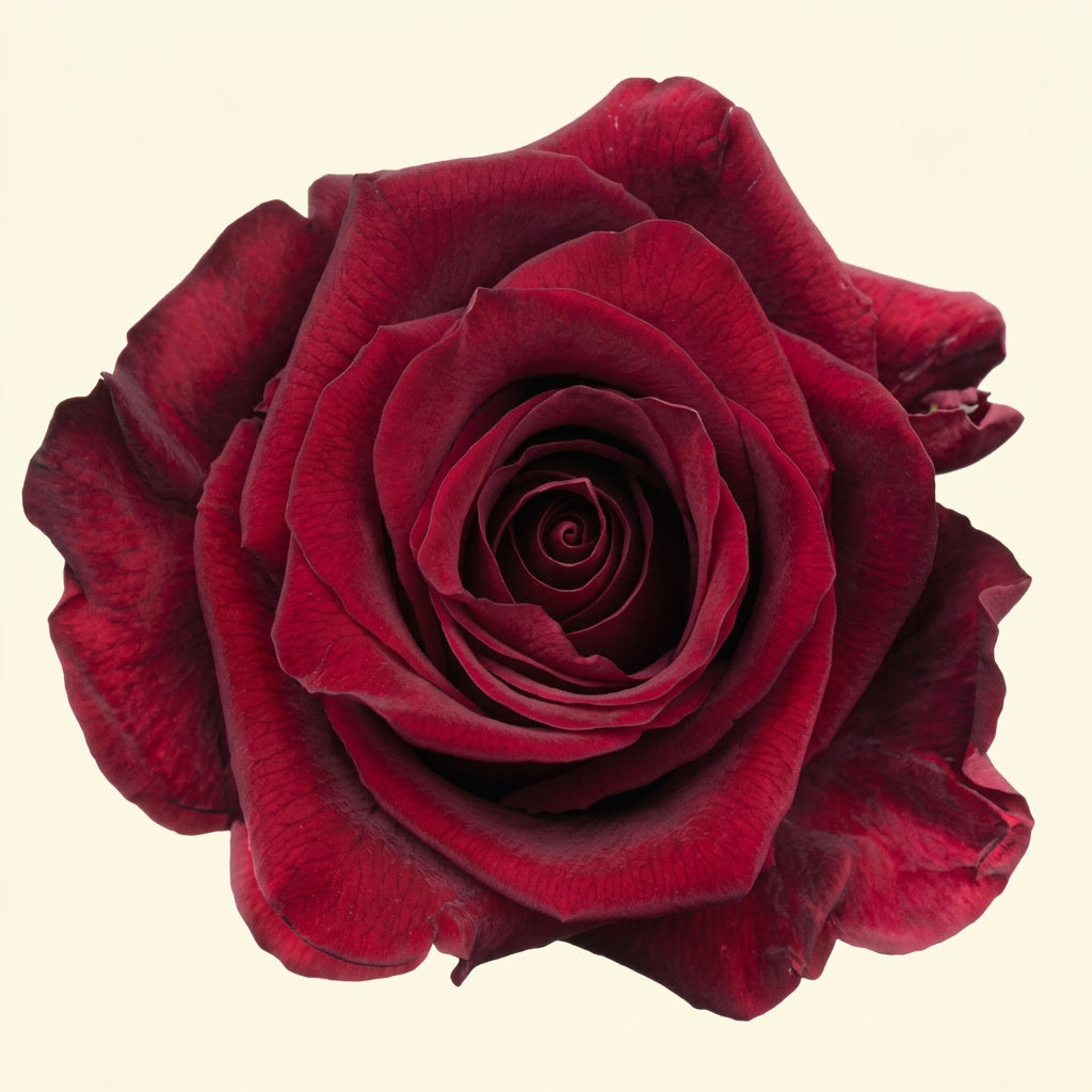 Explorer | Ecuador Rose | Highland Crops