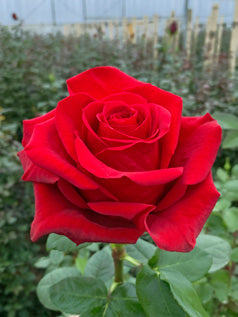 Ecuador Rose | Freedom | Wholesale Box | Farm-Direct