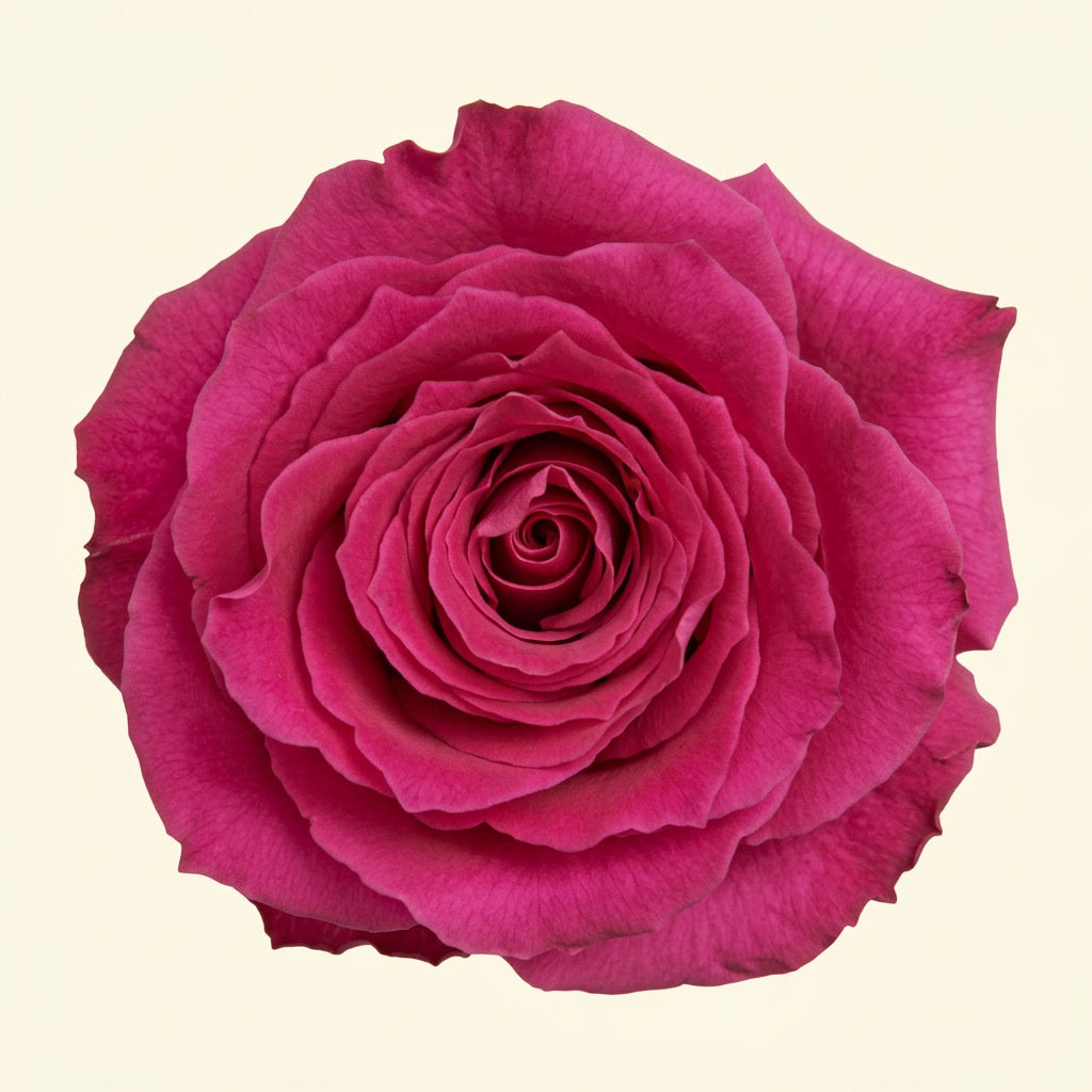 Full Monty Ecuador Rose Wholesale | Highland Crops