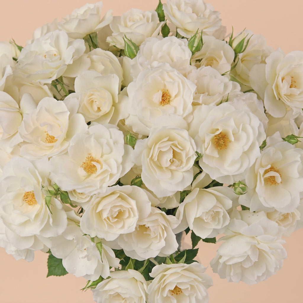 Ecuador Spray Rose | Garden Snow | Wholesale Box | Farm-Direct