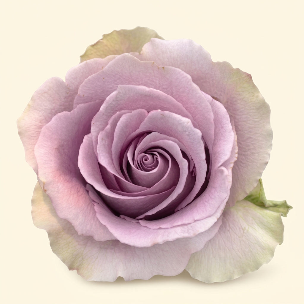 Grey Knights Ecuador Rose Wholesale | Highland Crops