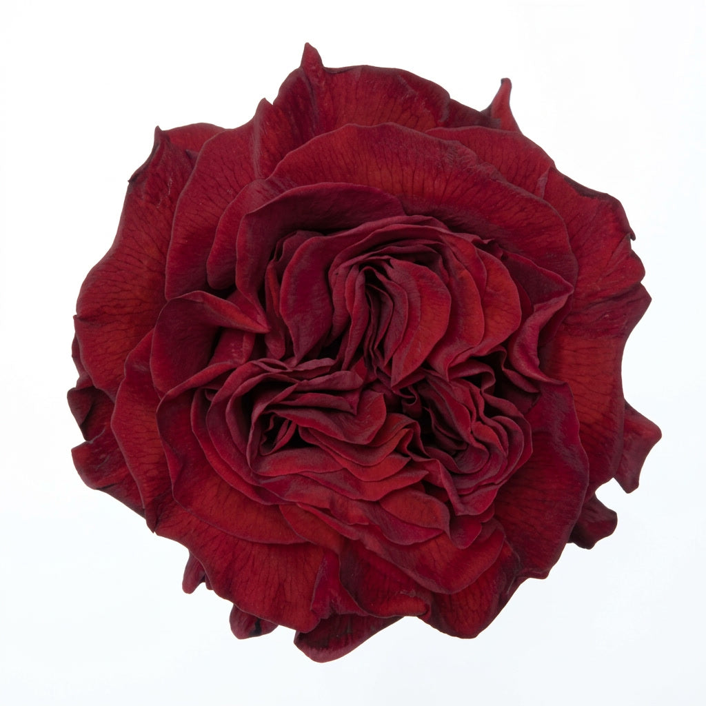 Hearts Ecuador Rose Wholesale | Highland Crops