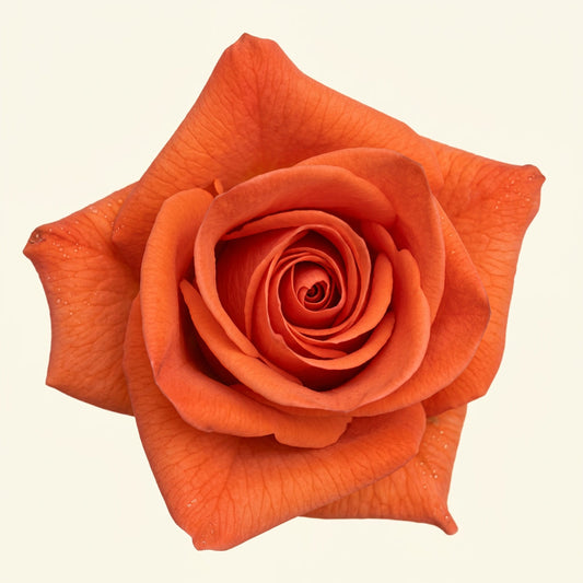 Hilux Ecuador Rose Wholesale | Highland Crops