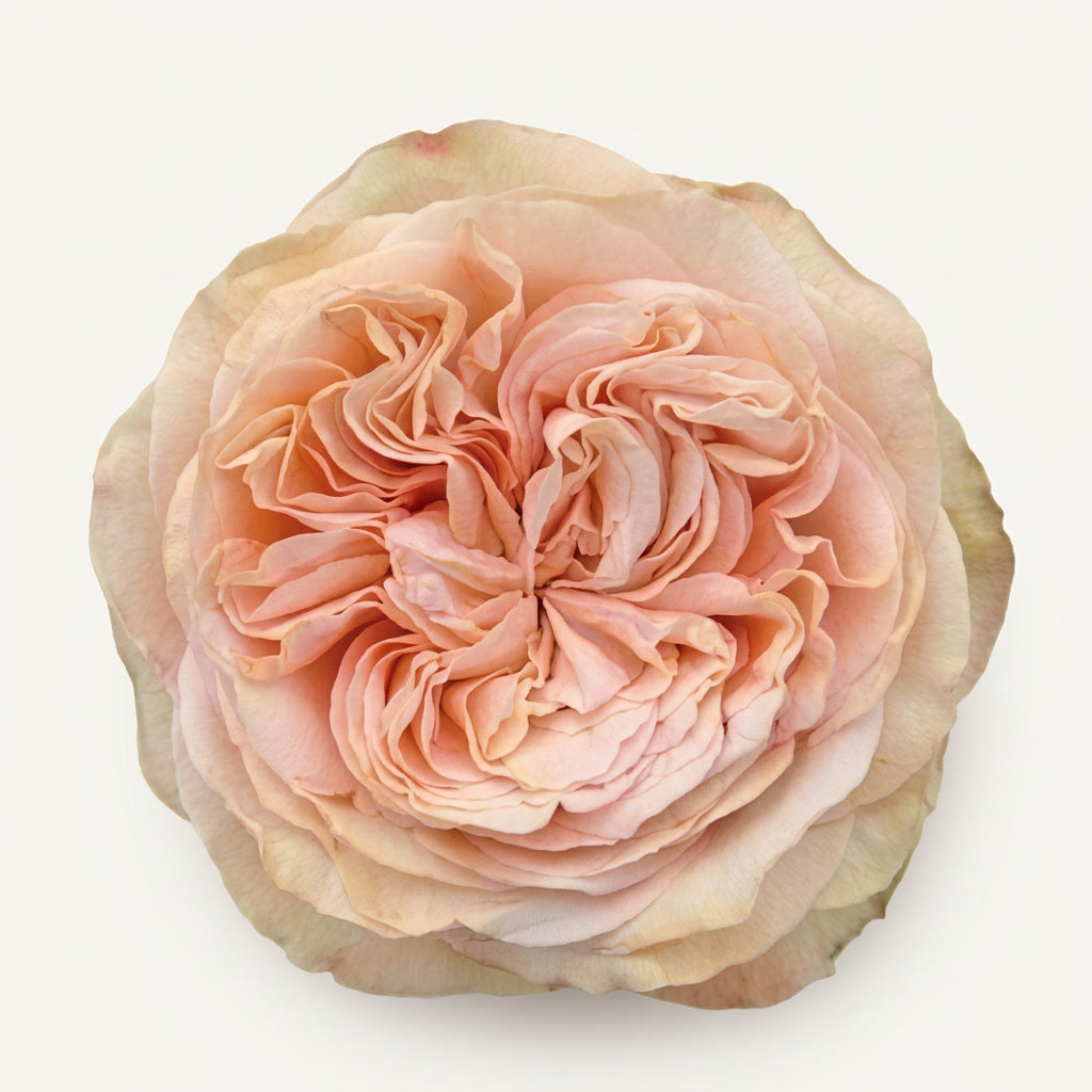 Kahala Ecuador Rose Wholesale | Highland Crops