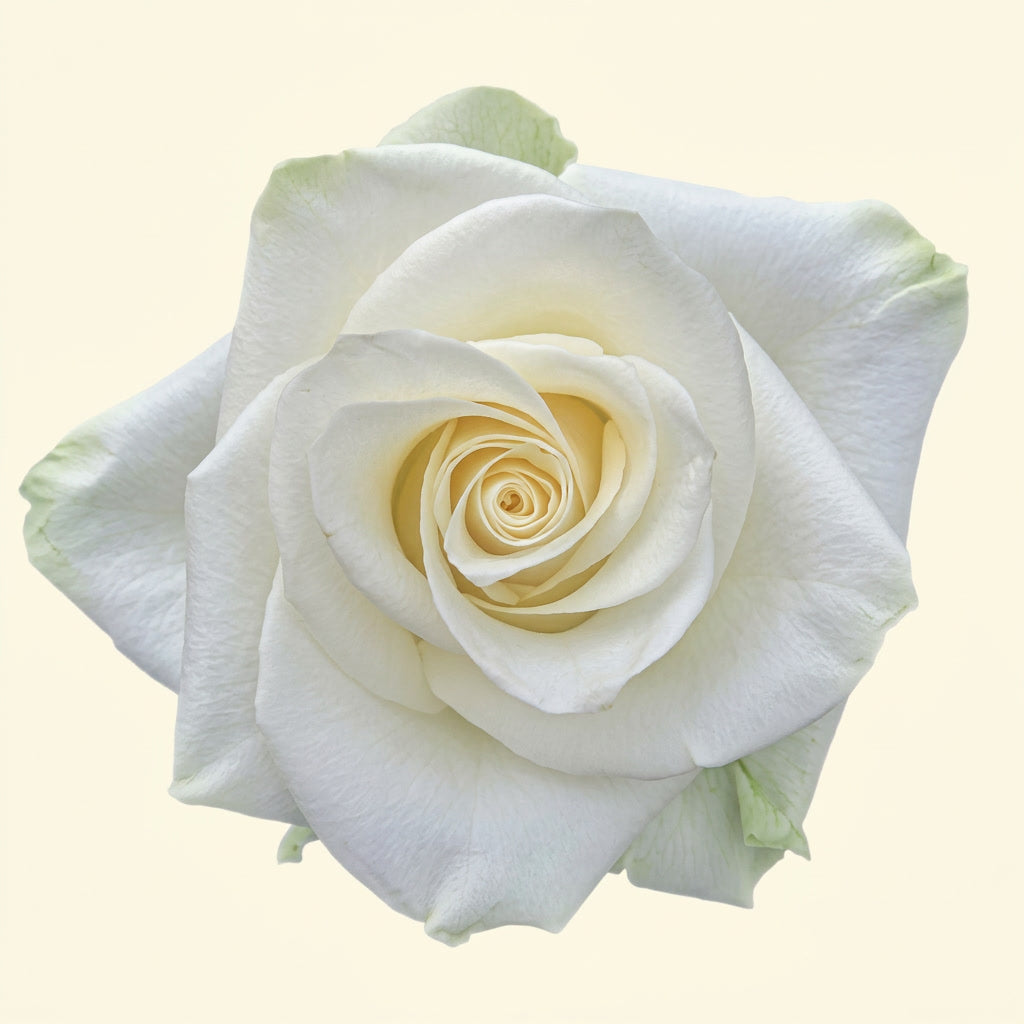 Mia Ecuador Rose Wholesale | Highland Crops