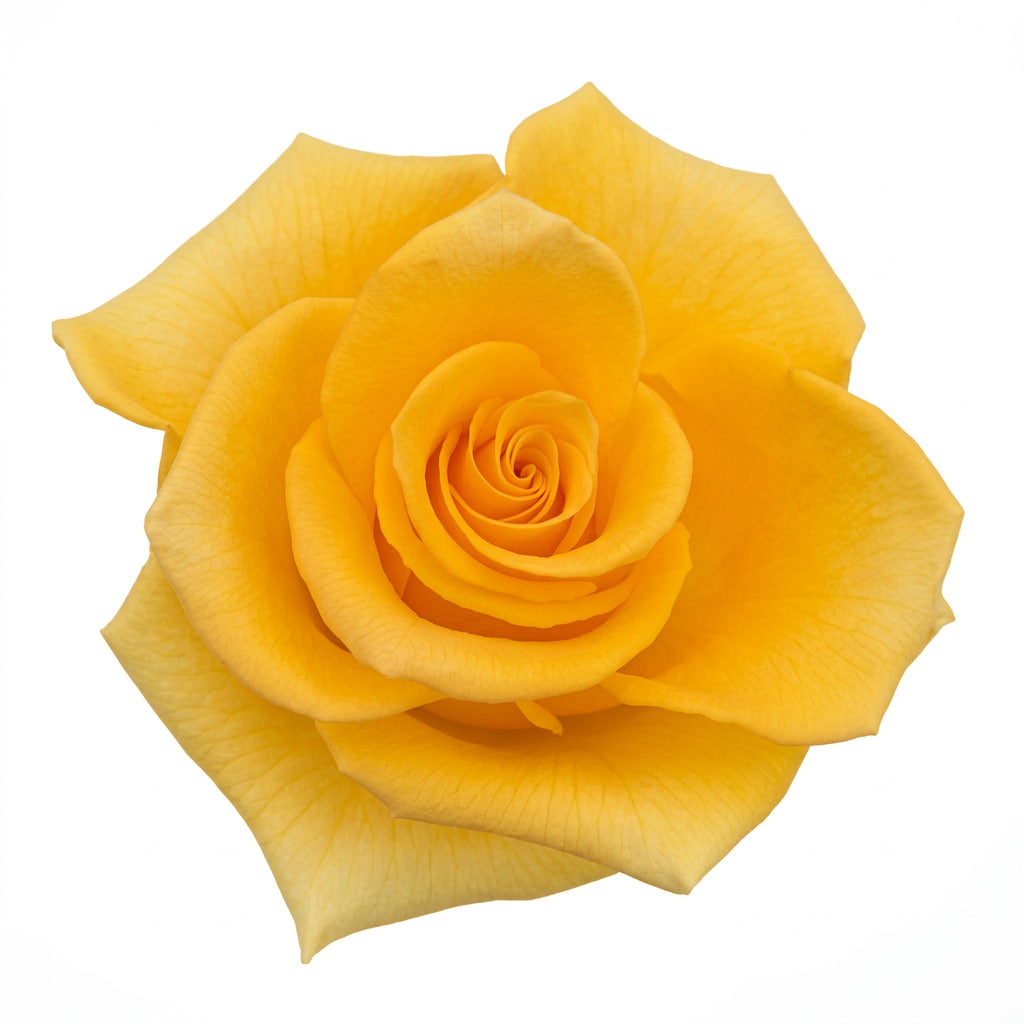 Momentum Ecuador Rose Wholesale | Highland Crops