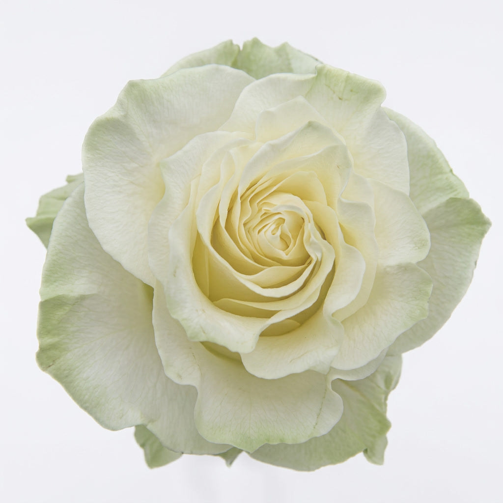 Mondial Ecuador Rose Wholesale | Highland Crops