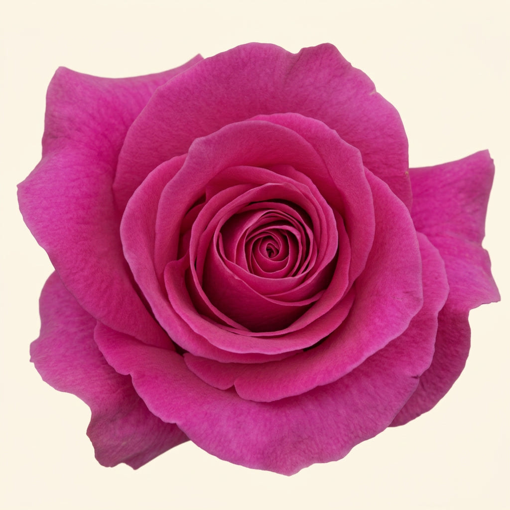 Pink Floyd Ecuador Rose Wholesale | Highland Crops