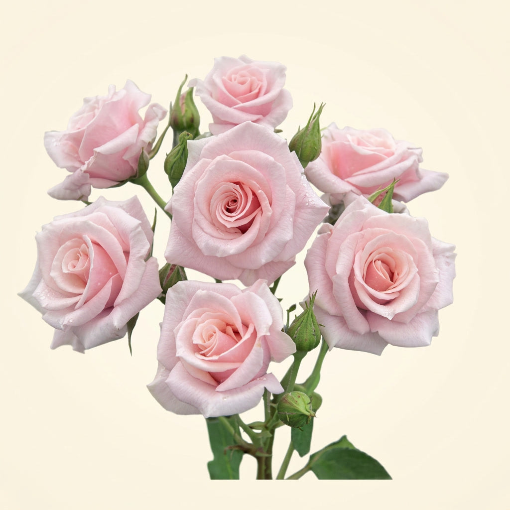 Pink Majolika Ecuador Spray Rose Wholesale | Highland Crops
