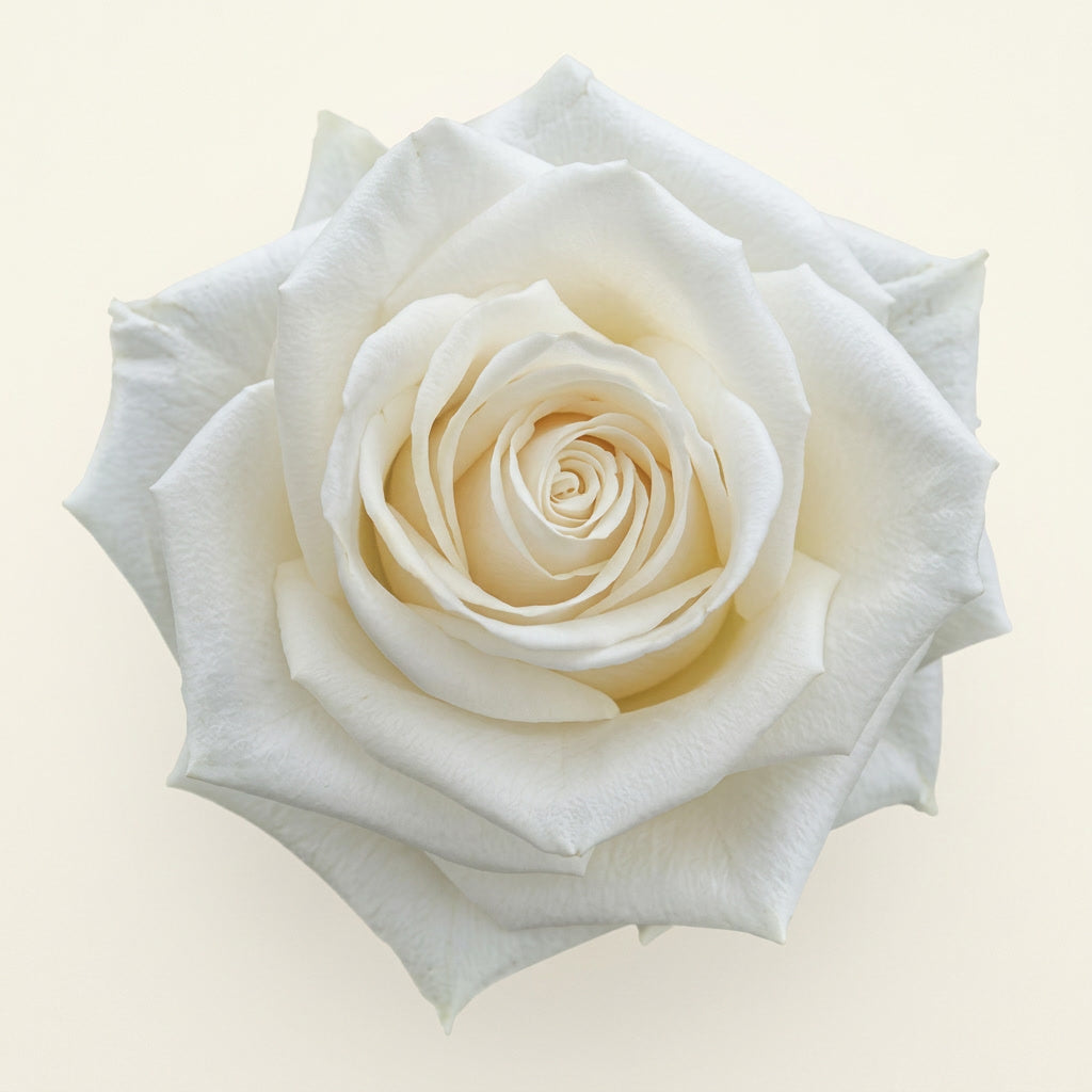 Playa Blanca Ecuador Rose Wholesale | Highland Crops