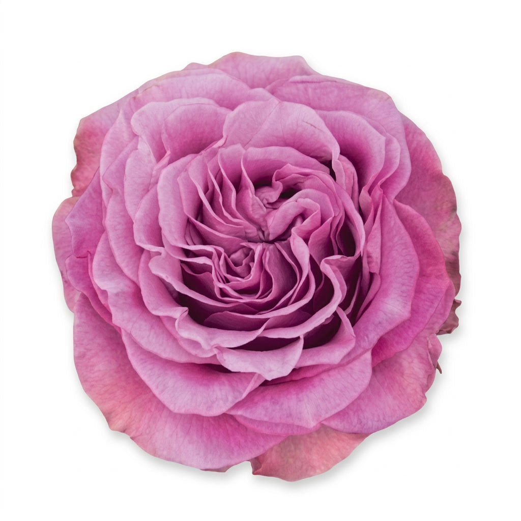Queen's Crown Ecuador Rose Wholesale | Highland Crops