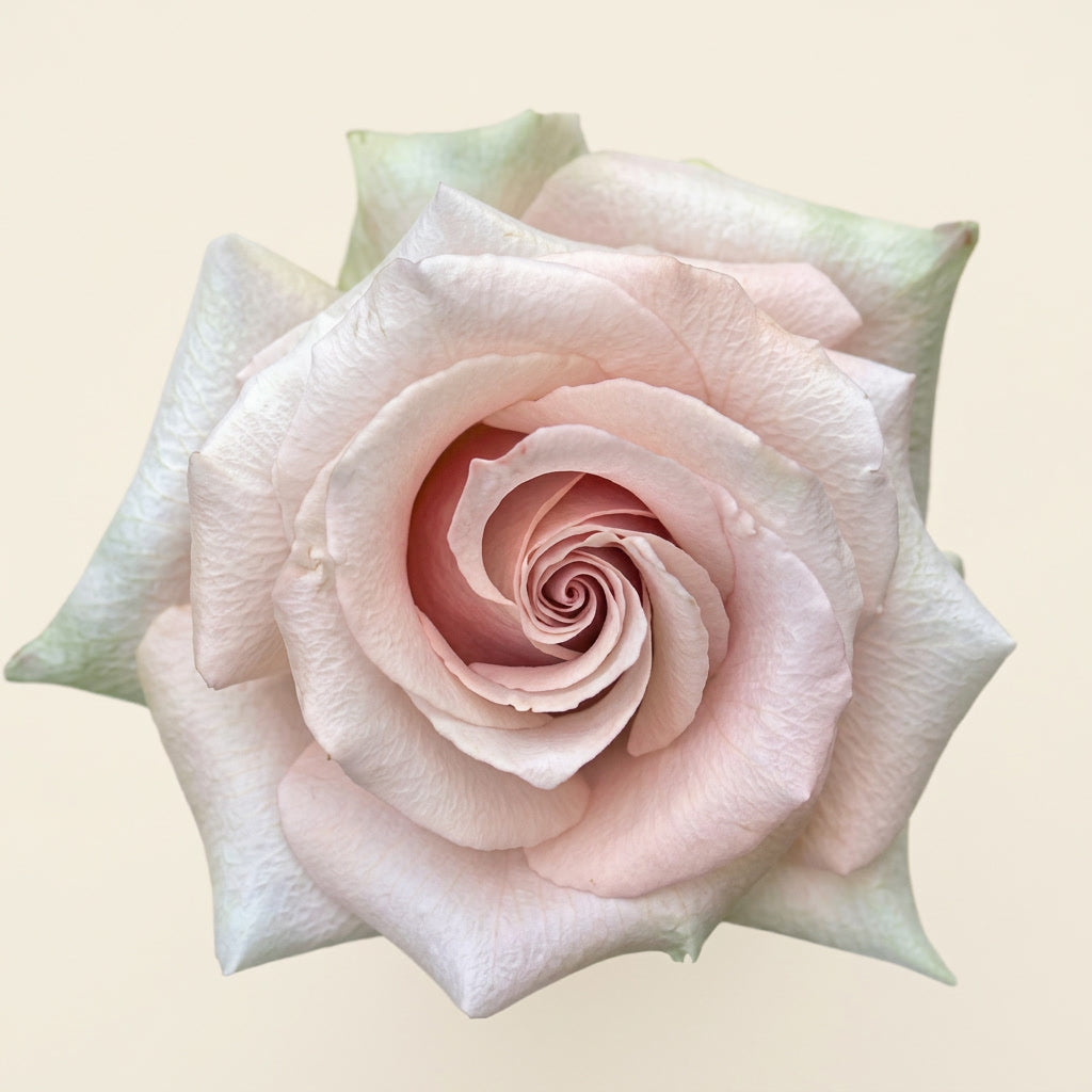 Quicksand Ecuador Rose Wholesale | Highland Crops