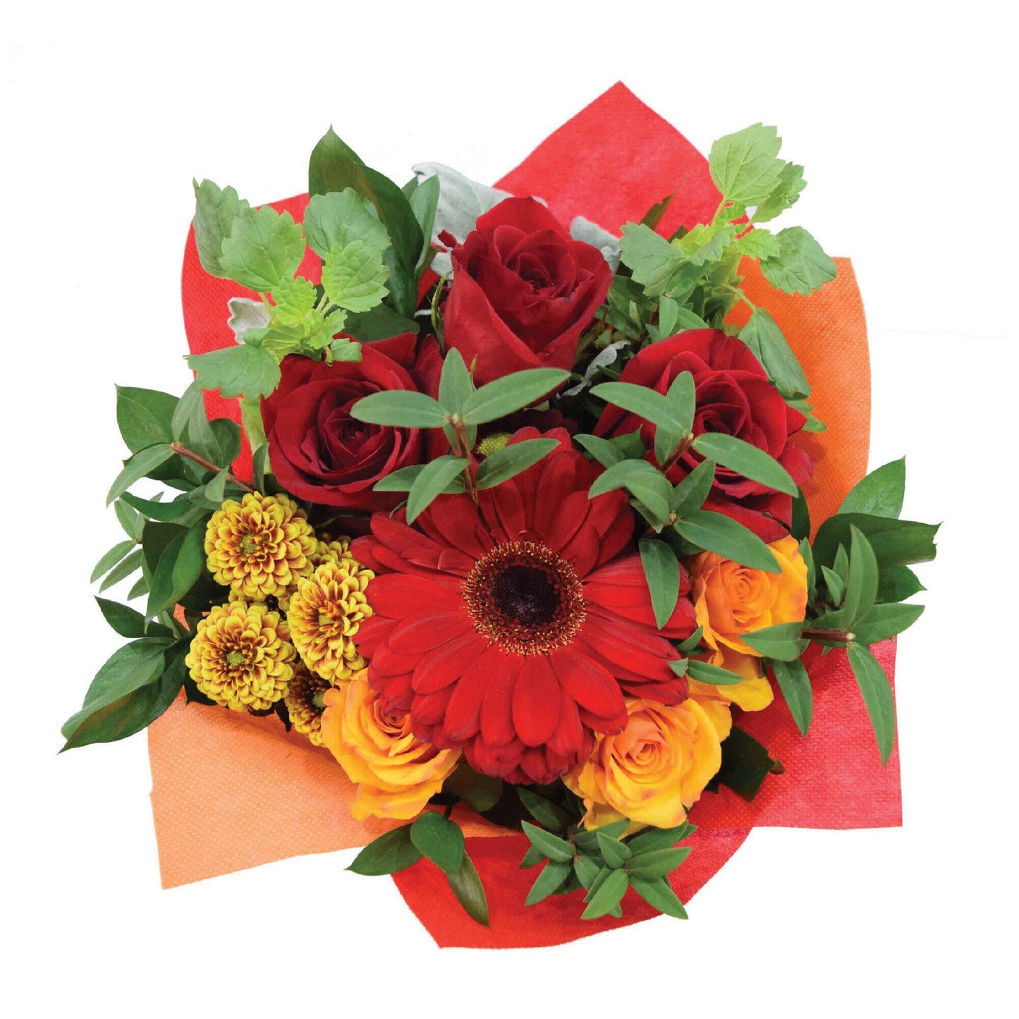 Magnificent Large 45cmcm - bf-magnificent-large-05.jpg